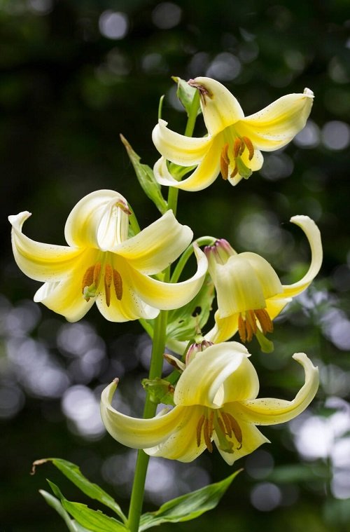 Types of Yellow Lilies 15