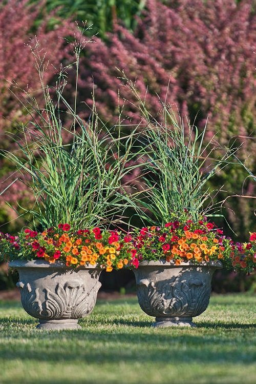 Top Best Black Grasses for Containers