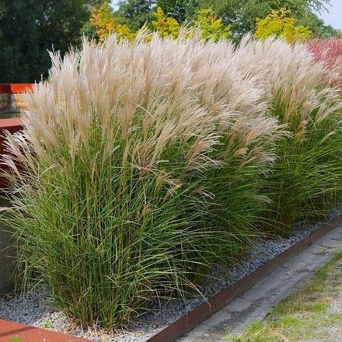 Best Tall Grasses for Privacy 2