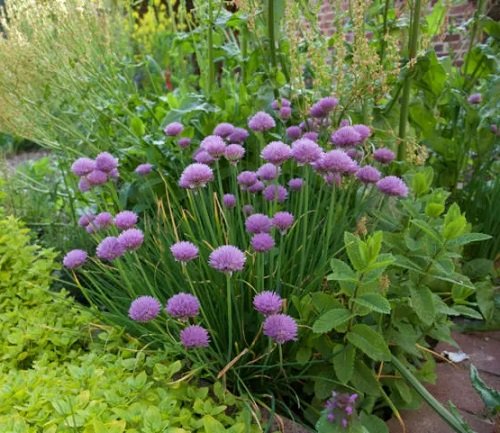Chives are Sunflower Companion Plants