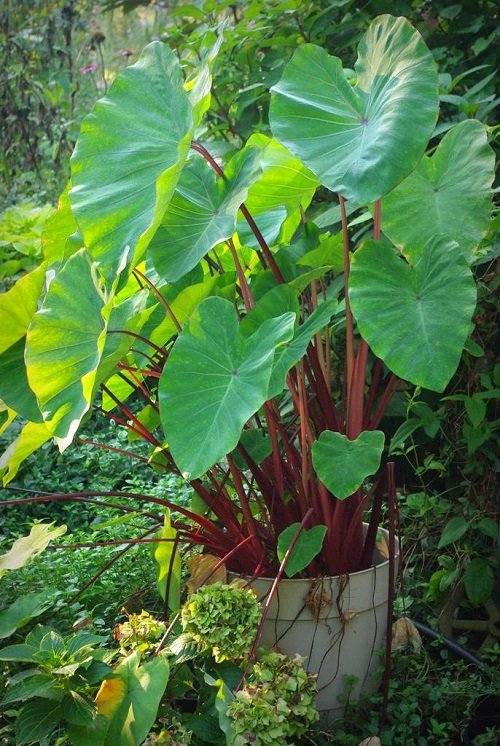 plants with red stem 9