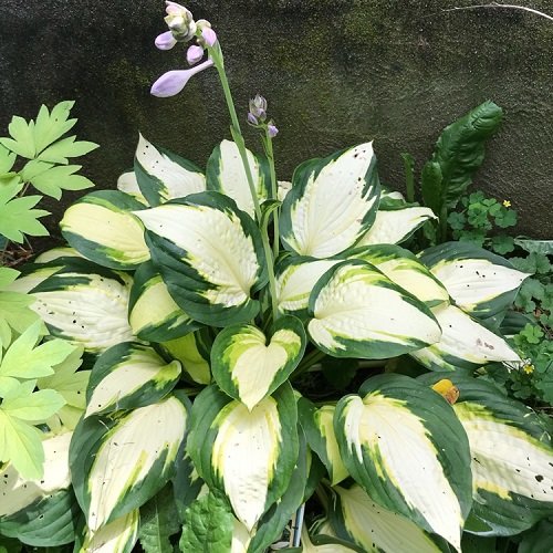 Hostas with Purple Flowers and Leaves 3