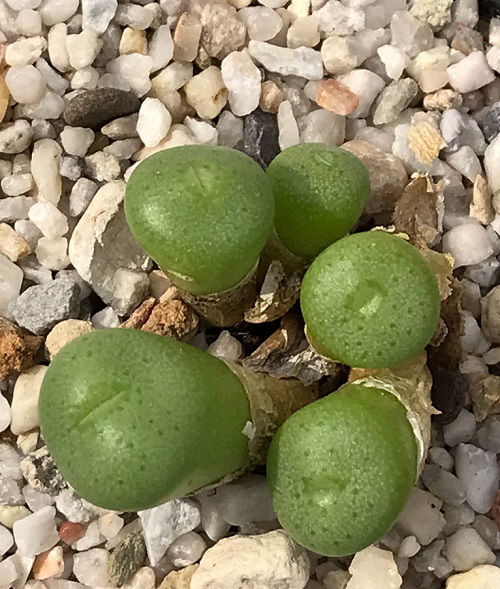 The Greatest Conophytum Varieties 