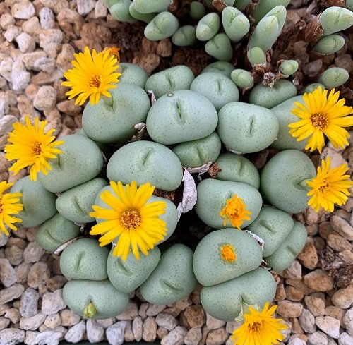 Yellow Flowers of Succulents