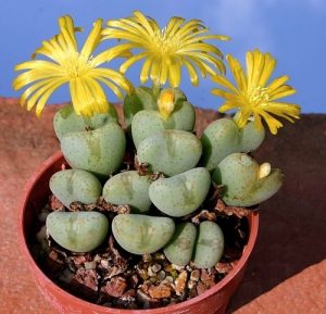 97 Best Types of Conophytum Varieties | Balcony Garden Web