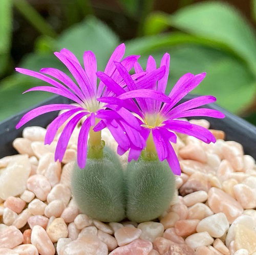 The Greatest Conophytum Varieties