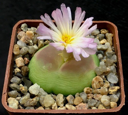 The Greatest Conophytum Varieties 