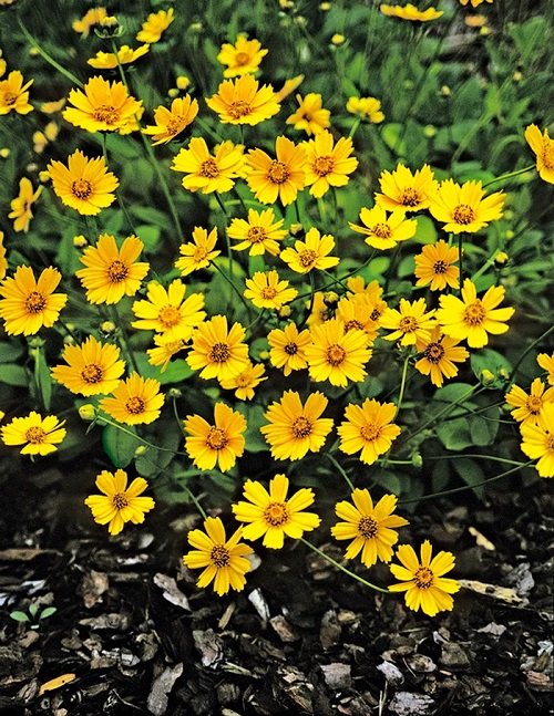 50 Most Beautiful Yellow Perennial Flowers 7