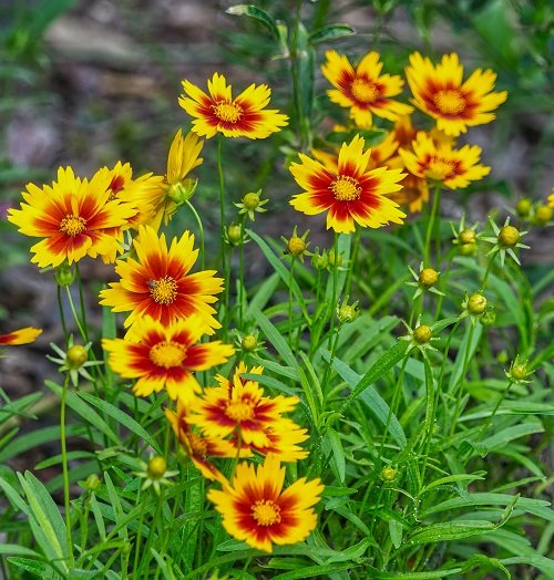 50 Most Beautiful Yellow Perennial Flowers 5