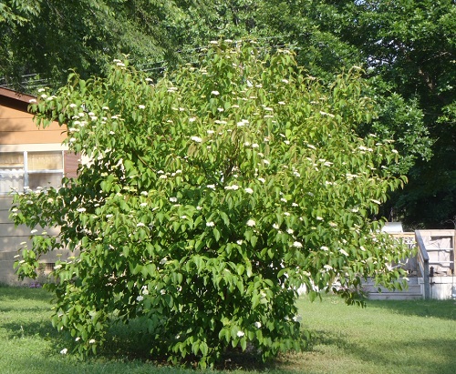  Different Types of Dogwood Tree Varieties in garden