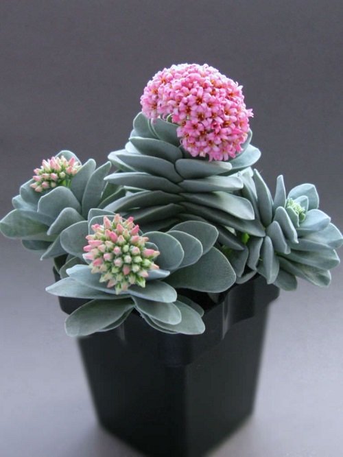 17 Stunning Succulents with Pink Flowers | Balcony Garden Web