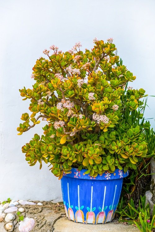 Succulents With Pink Flowers 15