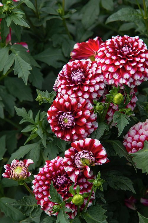 14 Stunning Red and White Flowers 5