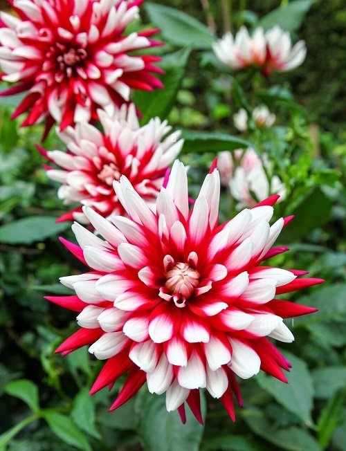 14 Stunning Red and White Flowers 6