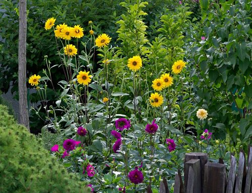  Best Sunflower Companion Plants Dahlias 