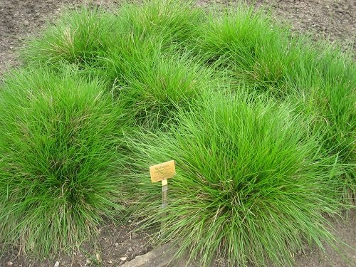 Best Ornamental Grasses For Shade 14