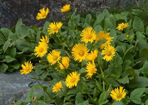 yellow flower Outdoor Plants That Grow Without Sunlight