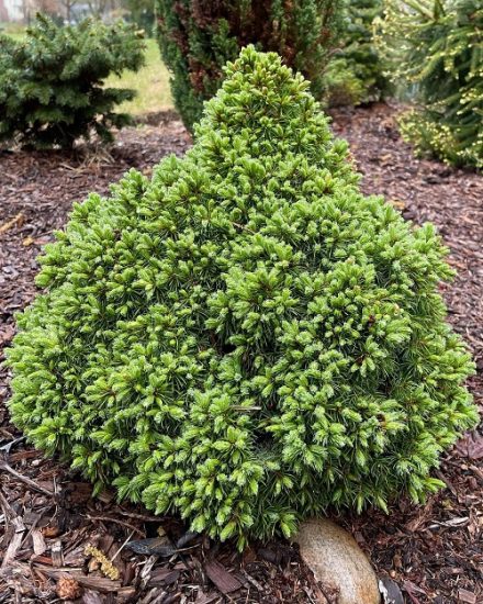 53 Best Low Maintenance Evergreen Shrubs