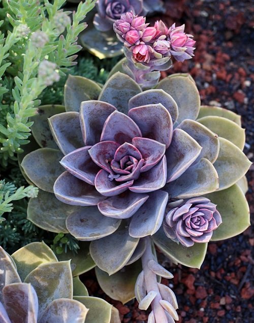 27 Best Plants with Purple and Green Leaves | Purple and Green Plants