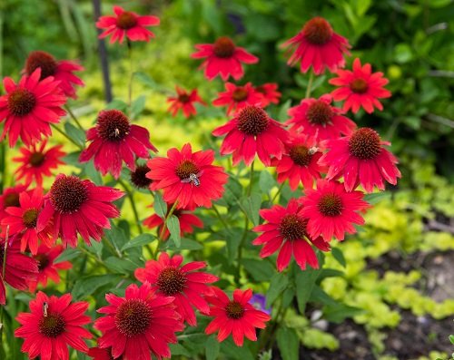 Best Red Flower Names 18