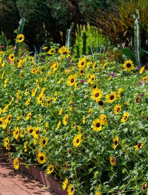 50 Most Beautiful Yellow Perennial Flowers 6