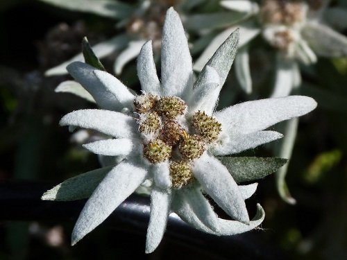 Edelweiss Flower Information