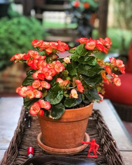 Elatior Begonia Care and Growing Guide | Balcony Garden Web