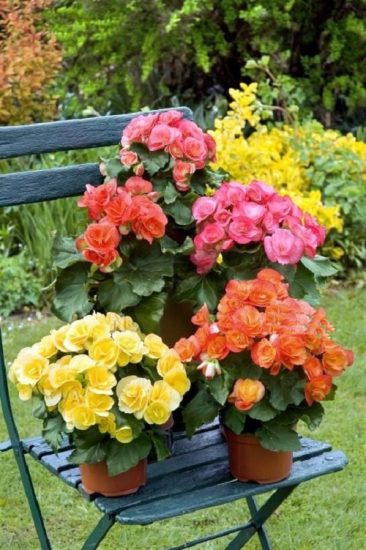 Elatior Begonia Care And Growing Guide | Balcony Garden Web