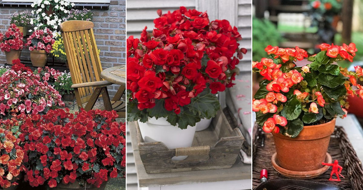 Elatior Begonia Care And Growing Guide | Balcony Garden Web