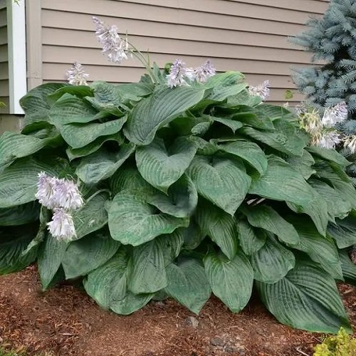 Hostas with Purple Flowers and Leaves3