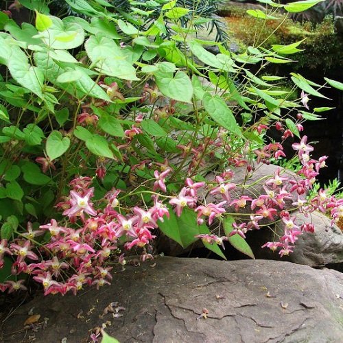 Outdoor Plants That Grow Without Sunlight on rock