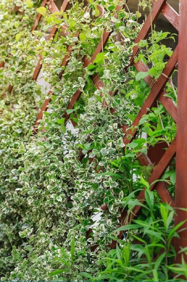 25 Best Evergreen Vines for Year-Round Interest