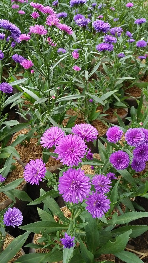 Purple Evergreen Flowers in pot