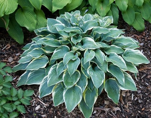 Hostas with Purple Flowers and Leaves 