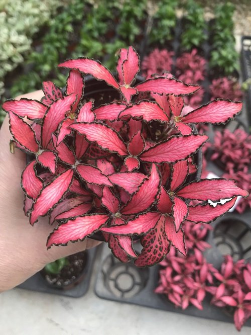11 Plants With Red Veins on the Foliage 5