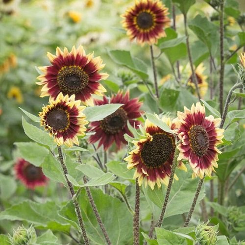 Different Colors Sunflowers 29