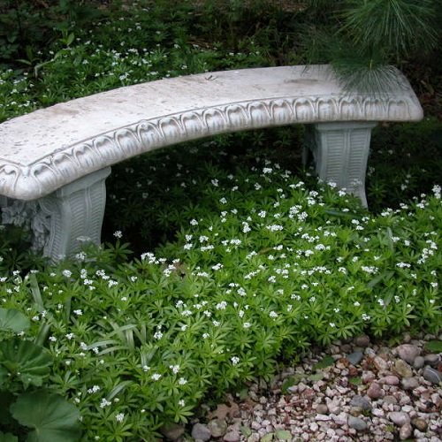 Outdoor Plants That Grow Without Sunlight near bench