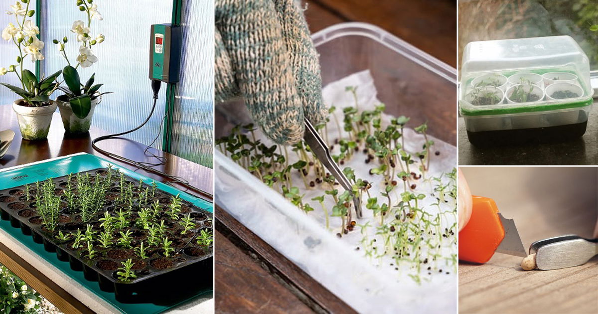 16 Expert Tricks to Germinate Seeds Faster Balcony Garden 