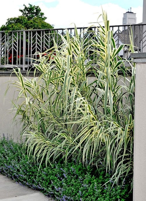 Tall Grasses for Privacy in garden 