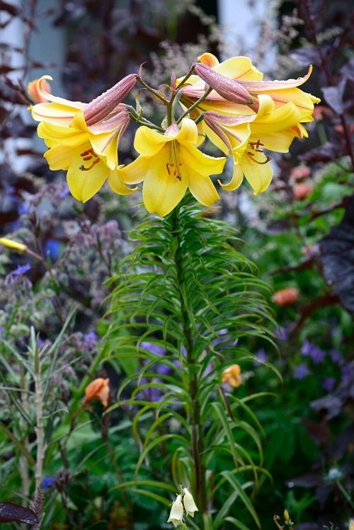 Types of Yellow Lilies 11