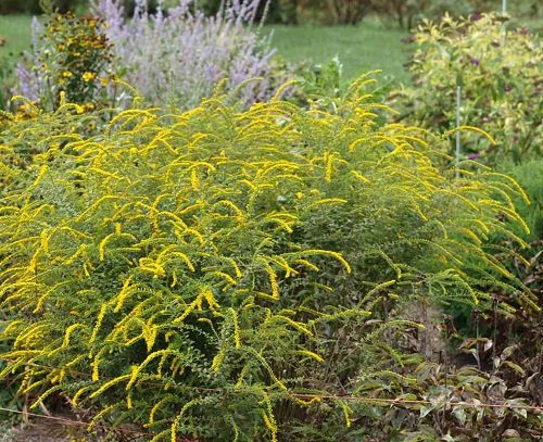 Goldenrod are Sunflower Companion Plants