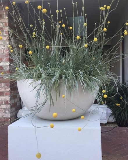 50 Most Beautiful Yellow Perennial Flowers | Balcony Garden Web