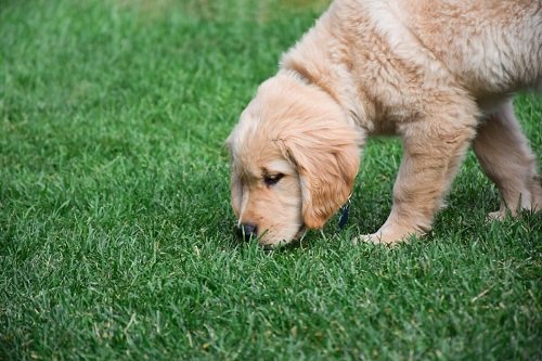 How to Grow Grass with Dogs