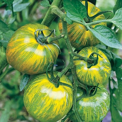 27 Best Tasting Tomatoes for Your Cuisines! 9
