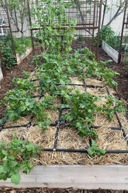 Growing Potatoes in Straw