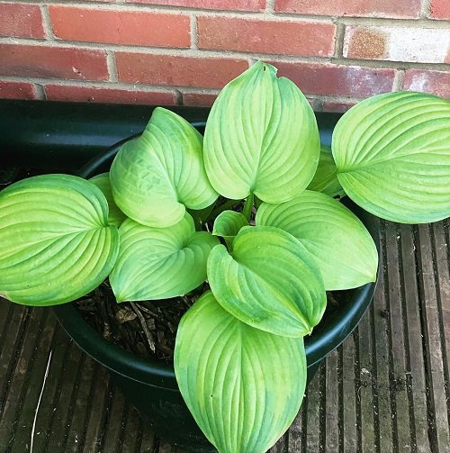 Colorful Hostas You Must Plant in Your Garden 10