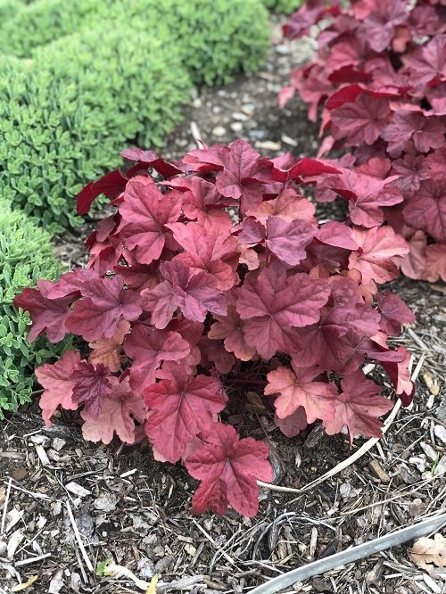 Best Red Outdoor Plants 18