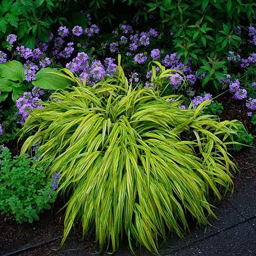 The Best Shade-Growing Ornamental Grasses 3