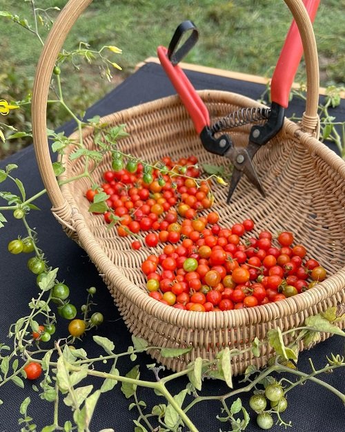 Harvesting Spoon Tomatoes