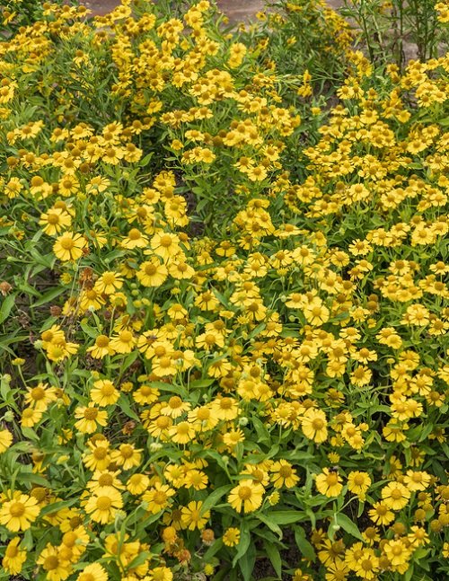 50 Most Beautiful Yellow Perennial Flowers 15